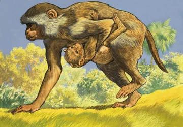 Affe trägt ein Affenbaby