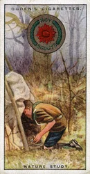 Naturstudienabzeichen für Pfadfinder, Pfadfinder betritt ein Versteck, 1929
