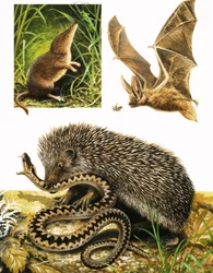 Das Königreich der Natur: Unter dem Schutz der Dunkelheit