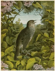 Nachtigall