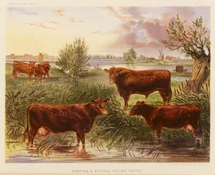 Norfolk- und Suffolk-Rinder