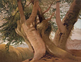 Alte Buchenstämme im Burnham Wood