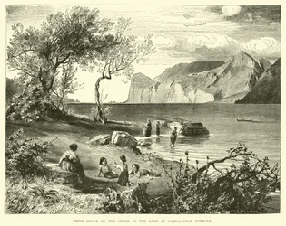 Olivenhain am Ufer des Gardasees, nahe Torbole