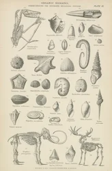 Organische Überreste (Stich)