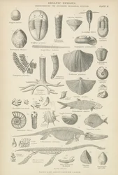 Organische Überreste (Stich)