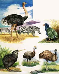 Strauß, Kiwi, Kasuar, Emu und Takahe