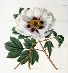 Paeonia suffruticosa Andr. var. papaveracea, 1788-1896