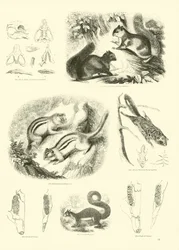 Seite aus dem Pictorial Museum of Animated Nature