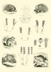 Seite aus dem Pictorial Museum of Animated Nature