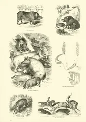 Seite aus dem Bildmuseum der belebten Natur