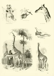 Seite aus dem Bildmuseum der belebten Natur
