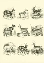 Seite aus dem Bildmuseum der belebten Natur