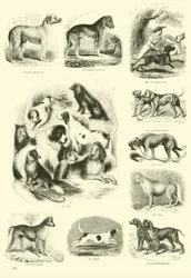 Seite aus dem Bildmuseum der belebten Natur