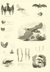 Seite aus dem Bildmuseum der belebten Natur