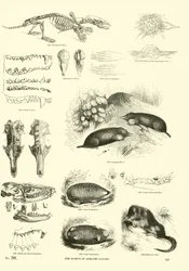 Seite aus dem Bildmuseum der belebten Natur