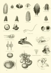 Seite aus dem Bildmuseum der belebten Natur