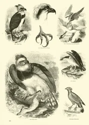 Seite aus dem Bildmuseum der belebten Natur