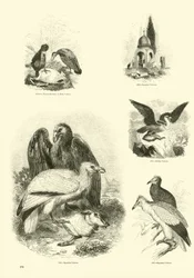 Seite aus dem Bildmuseum der belebten Natur