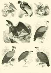 Seite aus dem Bildmuseum der belebten Natur