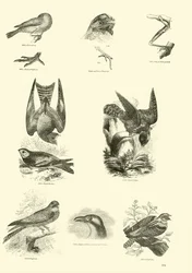 Seite aus dem Bildmuseum der belebten Natur