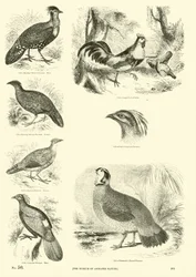 Seite aus dem Bildmuseum der belebten Natur