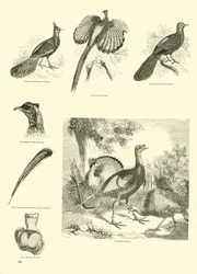Seite aus dem Bildmuseum der belebten Natur