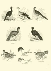 Seite aus dem Bildmuseum der belebten Natur