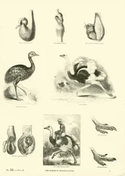 Seite aus dem Bildmuseum der belebten Natur