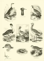Seite aus dem Bildmuseum der belebten Natur