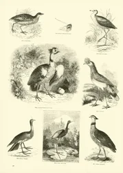 Seite aus dem Bildmuseum der belebten Natur
