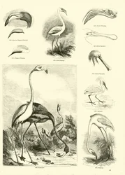 Seite aus dem Bildmuseum der belebten Natur