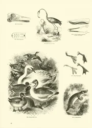 Seite aus dem Bildmuseum der belebten Natur
