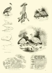 Seite aus dem Bildmuseum der belebten Natur
