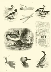 Seite aus dem Bildmuseum der belebten Natur