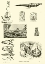 Seite aus dem Bildmuseum der belebten Natur