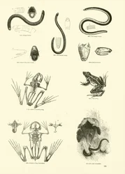 Seite aus dem Bildmuseum der belebten Natur