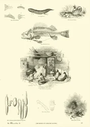 Seite aus dem Bildmuseum der belebten Natur