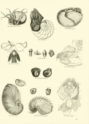 Seite aus dem Bildmuseum der belebten Natur