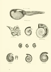 Seite aus dem Bildmuseum der belebten Natur