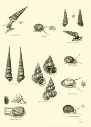 Seite aus dem Bildmuseum der belebten Natur