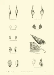 Seite aus dem Bildmuseum der belebten Natur