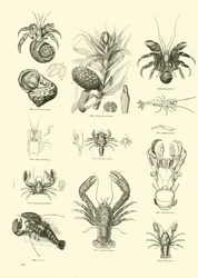 Seite aus dem Bildmuseum der belebten Natur