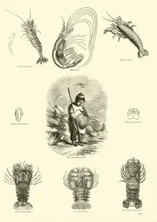 Seite aus dem Bildmuseum der belebten Natur