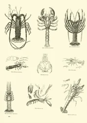 Seite aus dem Bildmuseum der belebten Natur