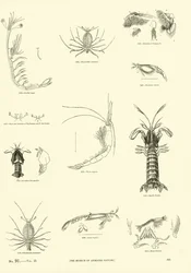 Seite aus dem Bildmuseum der belebten Natur