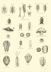 Seite aus dem Bildmuseum der belebten Natur