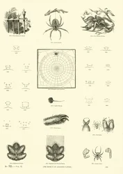 Seite aus dem Bildmuseum der belebten Natur