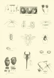 Seite aus dem Bildmuseum der belebten Natur