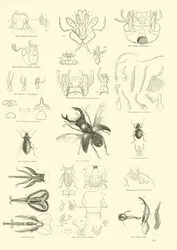 Seite aus dem Bildmuseum der belebten Natur