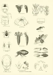 Seite aus dem Bildmuseum der belebten Natur